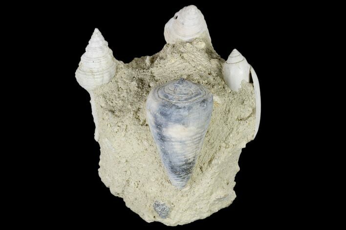 Tall, Miocene Fossil Gastropod Cluster - France #113722